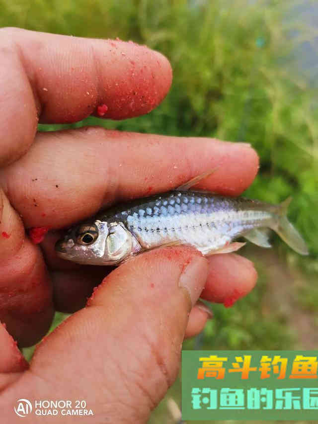 冬天你还可以钓这些鱼，一样可以小爆护哦