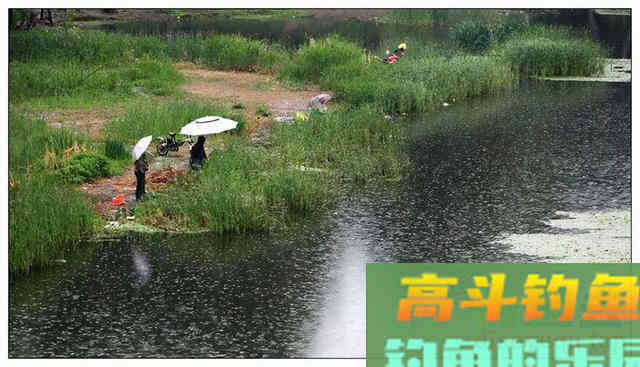 为何秋天下雨没鱼口？要明白钓深还是钓浅