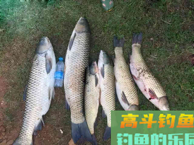 秋季野钓想要好渔获，这些变化就得了然于心