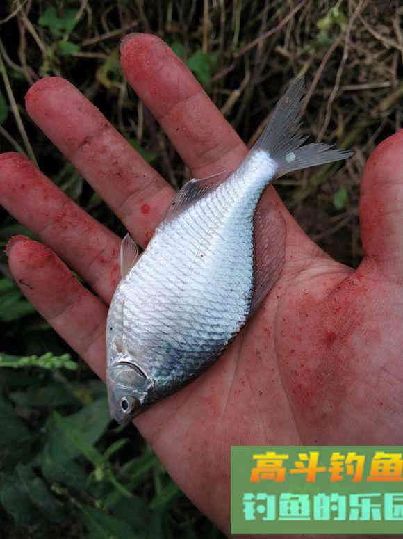 冬天你还可以钓这些鱼，一样可以小爆护哦