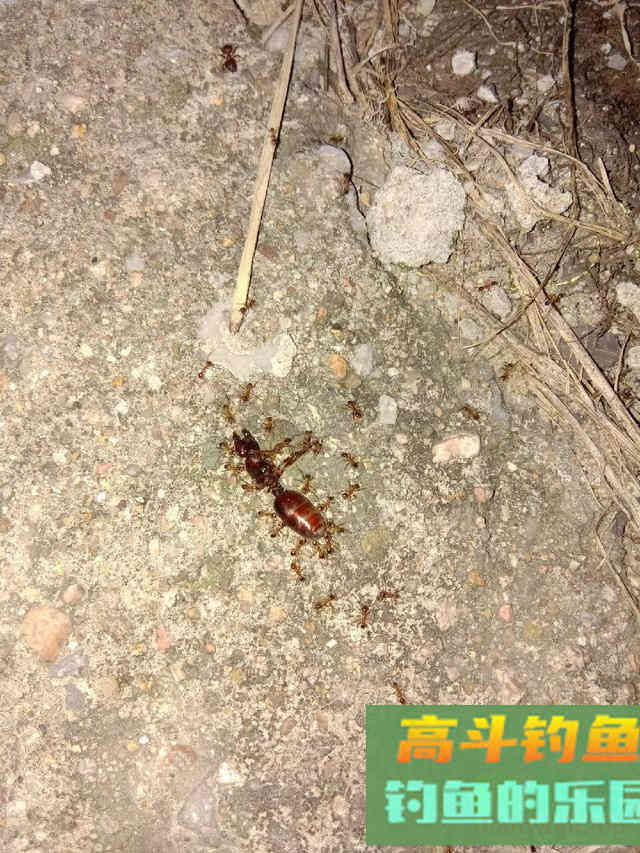 夏天多种蚊虫对钓鱼人有危害，可防可治提升垂钓体验