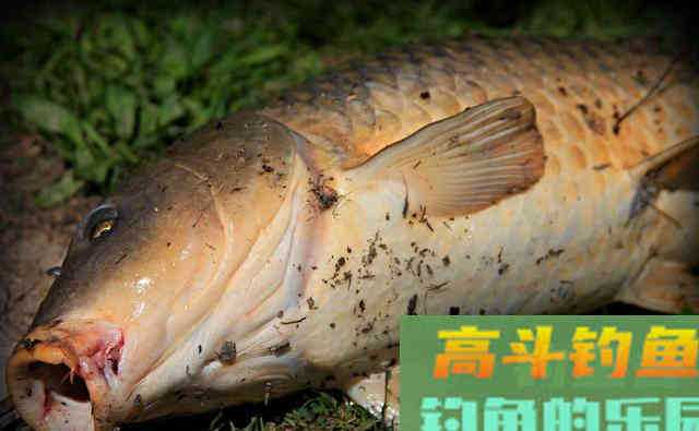 “惊蛰”是什么意思？惊蛰钓鱼怎么选深浅