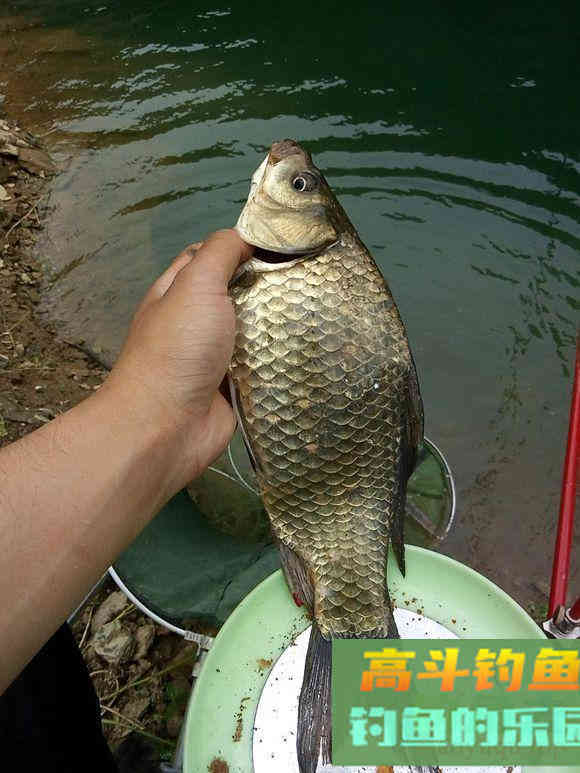 春节前后钓鱼攻略，过年菜指望得上了