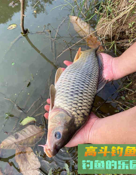 冬天钓鱼太冷？做对这几点让你穿得不多但热得冒汗