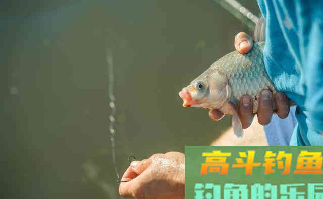 深秋钓鱼，不要钓浮，钓浮会让你怀疑人生