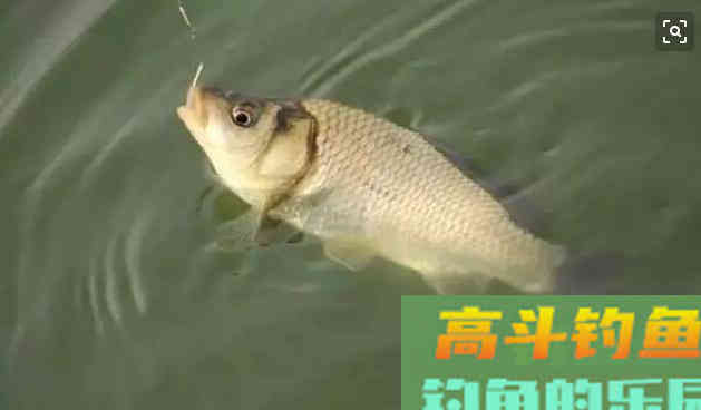 夏季大板鲫都去哪里了？为何不咬钩