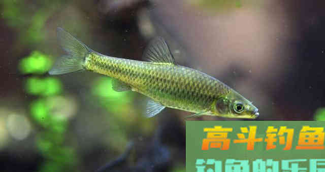 仲春钓鱼有3难，不仅是温度高钓浅水，难在鱼情和饵料