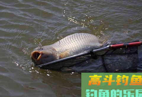 初秋到仲秋，选对目标鱼，钓浮比钓底渔获多一倍