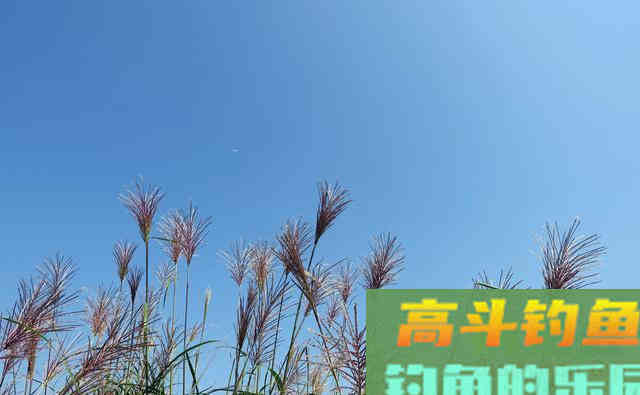 深秋钓鱼，不要钓浮，钓浮会让你怀疑人生
