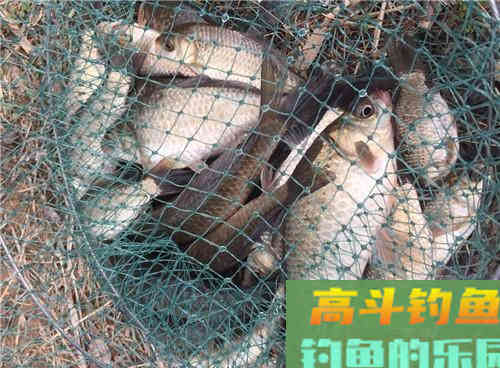 初春野钓停口问题出在哪？解析初春野钓三大技巧