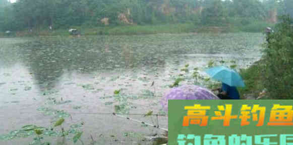 老钓友实操分享: 如何在初夏雨天钓好鱼