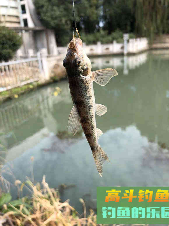 冬天你还可以钓这些鱼，一样可以小爆护哦