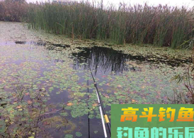 秋钓想要好鱼获，首先得弄明白，什么才是秋钓荫