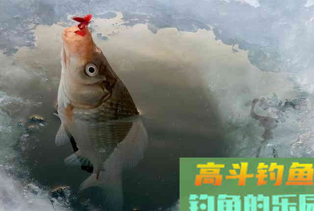 冬钓到底钓深还是钓浅