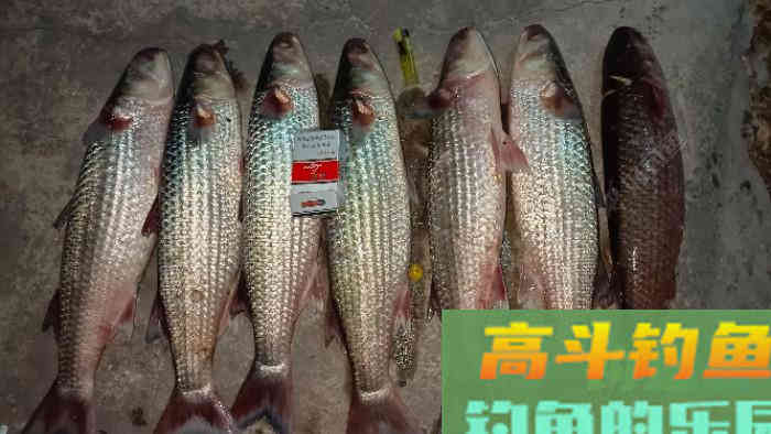 详谈冬季黑坑钓鲫鱼，成就坑冠之路