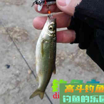 趁着夏季活跃期钓白条，需要掌握技巧