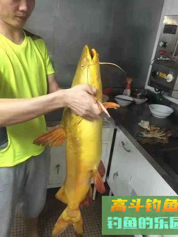 夏季钓鱼时段很重要，死守无意义