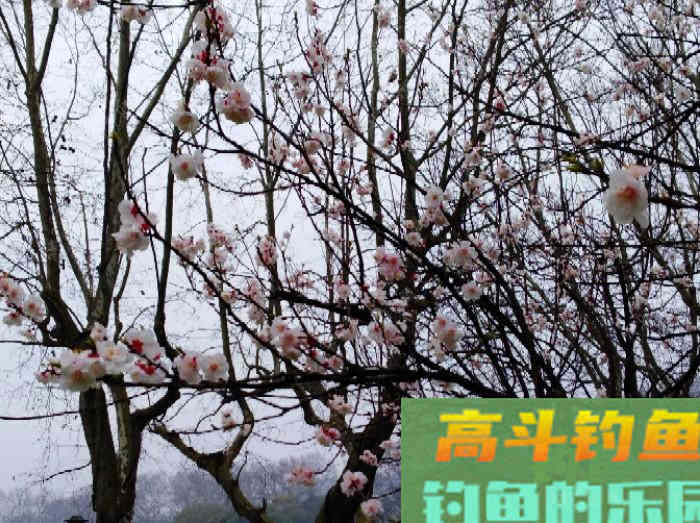 春季不同节气与鲫鱼活性，从初春、仲春、晚春来分析