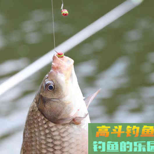 冬季出钓，要知道鲫鱼的吃饵特点，知道何时提竿