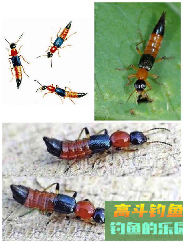 夏天多种蚊虫对钓鱼人有危害，可防可治提升垂钓体验