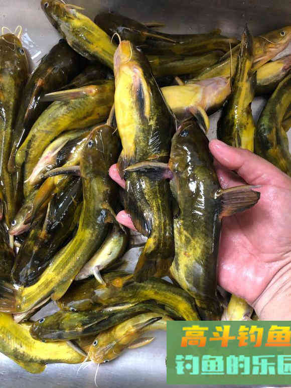 把握目标鱼节奏，不同季节钓不同鱼，做到经常爆护