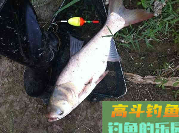 秋初钓鲢三大要素，全部做到，半小时内必有渔获