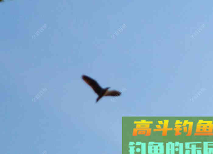 夏季钓鲫的7个概念，能让你在夏天更好的钓鱼，钓到大鱼