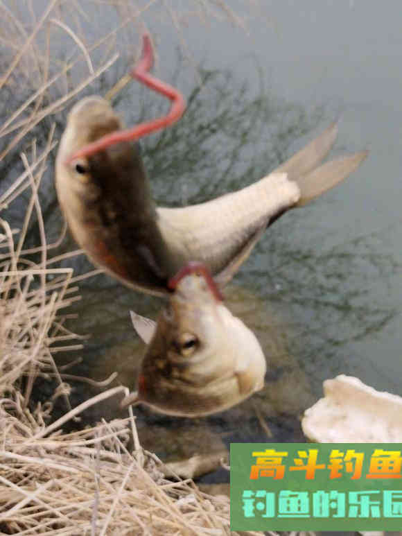 冬天野钓的别急着封竿，给你支几招