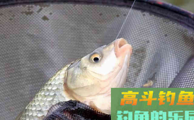 冬天，鲫鱼都喜欢在这个时间，到这些地方出没