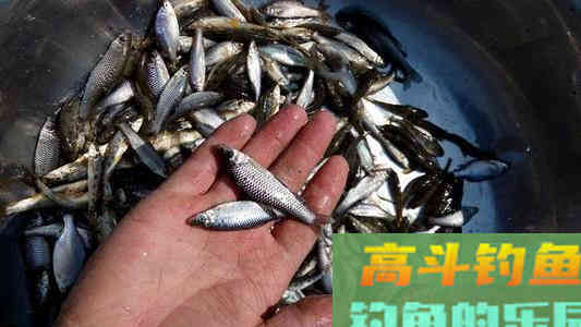 夏季野钓，绝杀小鱼闹窝的几种方法