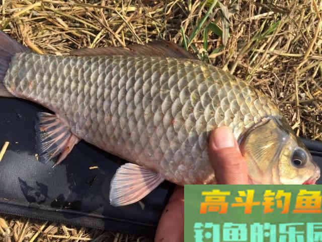 暮春钓鱼抓住这四大要点，大鲫大鲤真的不是事！
