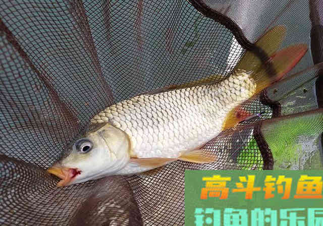春季垂钓何时钓深？何时钓浅？看完这篇文章你就懂了