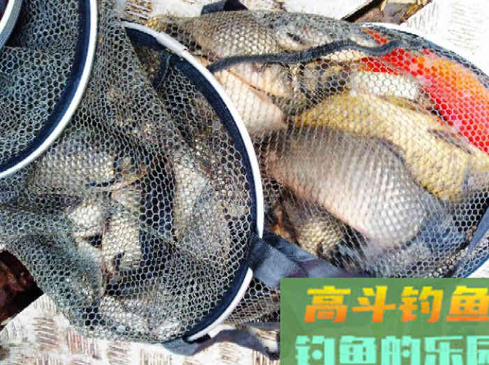 立春到惊蛰，惊蛰到清明等，这段时间钓鱼技巧