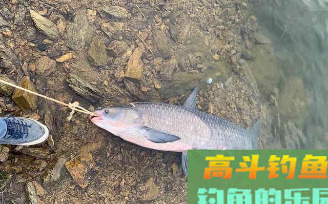 夏季涨水，暴雨后真的好钓鱼吗