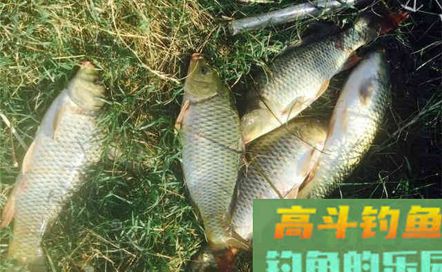 深秋钓鱼，别在这4种钓位下竿