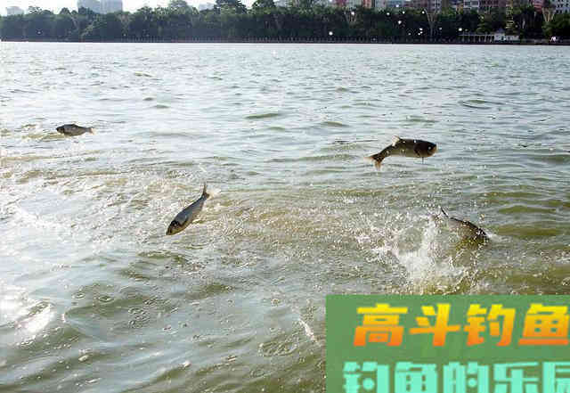 夏季炎热鱼口不好，掌握这几个技巧，夏鱼也不难钓