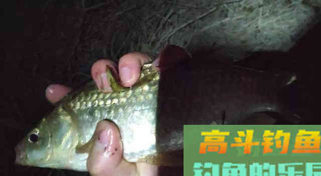 温度越高鱼越难钓？夏季作钓不同于春季