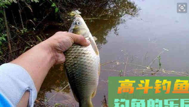 夏季大板鲫都去哪里了？为何不咬钩