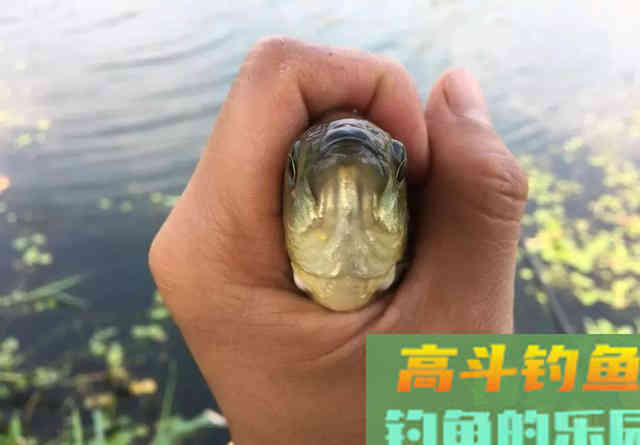 钓鲫鱼却总遇到鲤鱼？春季野钓这样搭配线组，才能大小兼收