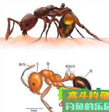 夏季夜钓，提防的不止是蛇与红火蚁