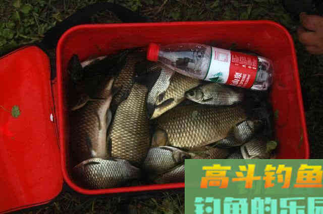 春钓要像钓到鱼，要从钓位、钓具、窝饵、钓法等作手