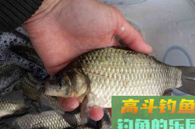 秋钓打窝，我就只用这一套诱鱼诀窍
