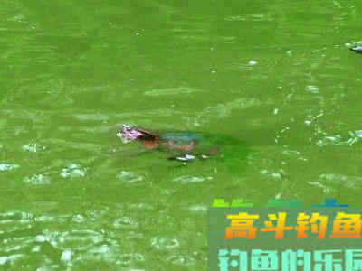 秋初钓鲢三大要素，全部做到，半小时内必有渔获