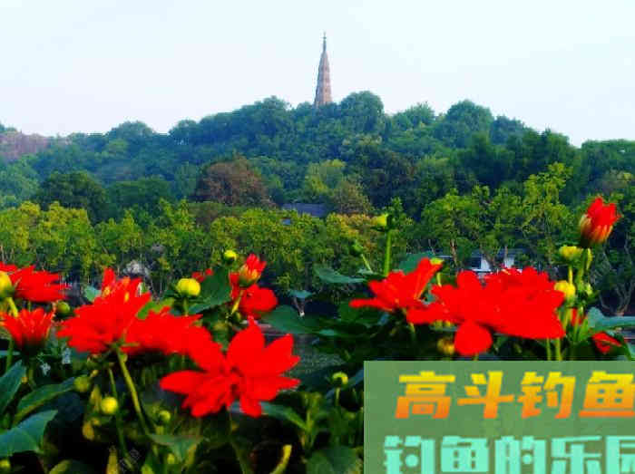 夏季为什么难钓鲫鱼？通过这3点分析，来解决钓大鲫难问题