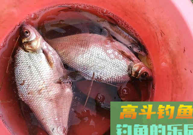 春末钓鱼，不做这些调整，你就等着被剃光头吧