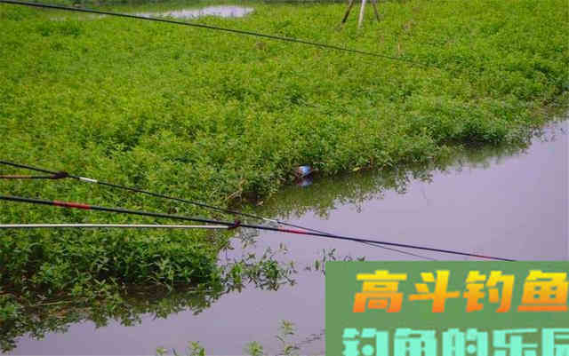 仲春钓近钓远注意这几个细节，可以有效提升渔获