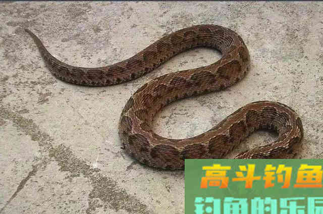 夏季夜钓，提防的不止是蛇与红火蚁