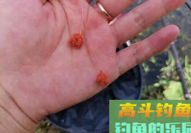 商品饵VS蚯蚓，冬天钓鱼到底用什么饵靠谱