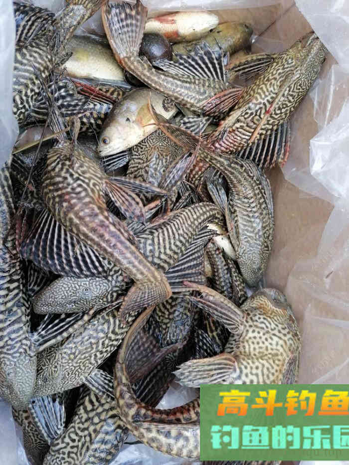 早春鱼难钓的原因，在钓位、钓具、饵料上，对症下药
