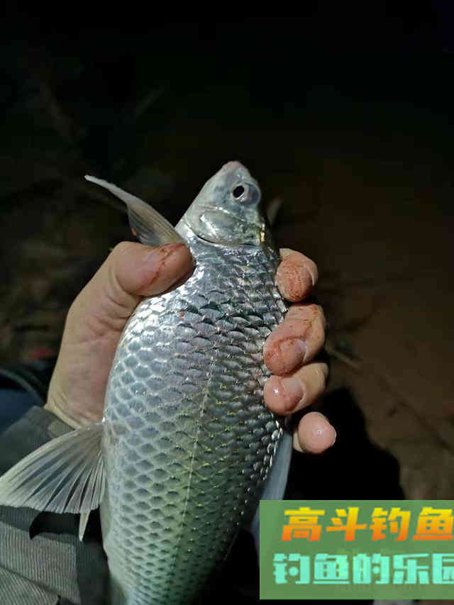 春钓鲮鱼全攻略，相差一点都不行